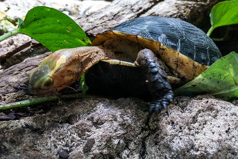 Gelbrand-Scharnierschildkröte am 29. Januar 2024 im Terrarium im Zoologischen Garten Wuppertal