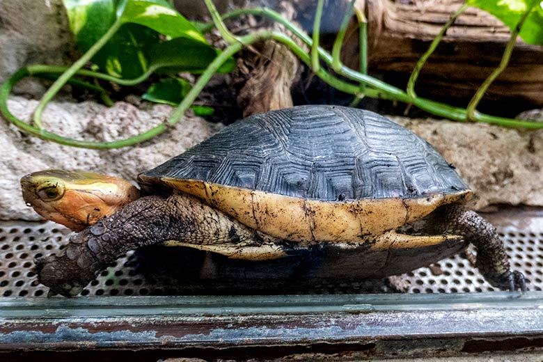 Gelbrand-Scharnierschildkröte direkt an der Glasscheibe am 29. Januar 2024 im Terrarium im Wuppertaler Zoo