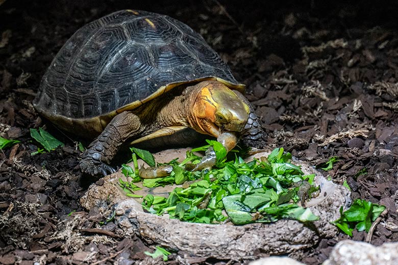 Gelbrand-Scharnierschildkröte am 4. Februar 2024 im Terrarium im Grünen Zoo Wuppertal