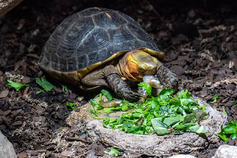 Gelbrand-Scharnierschildkröte am 4. Februar 2024 im Terrarium im Zoologischen Garten Wuppertal