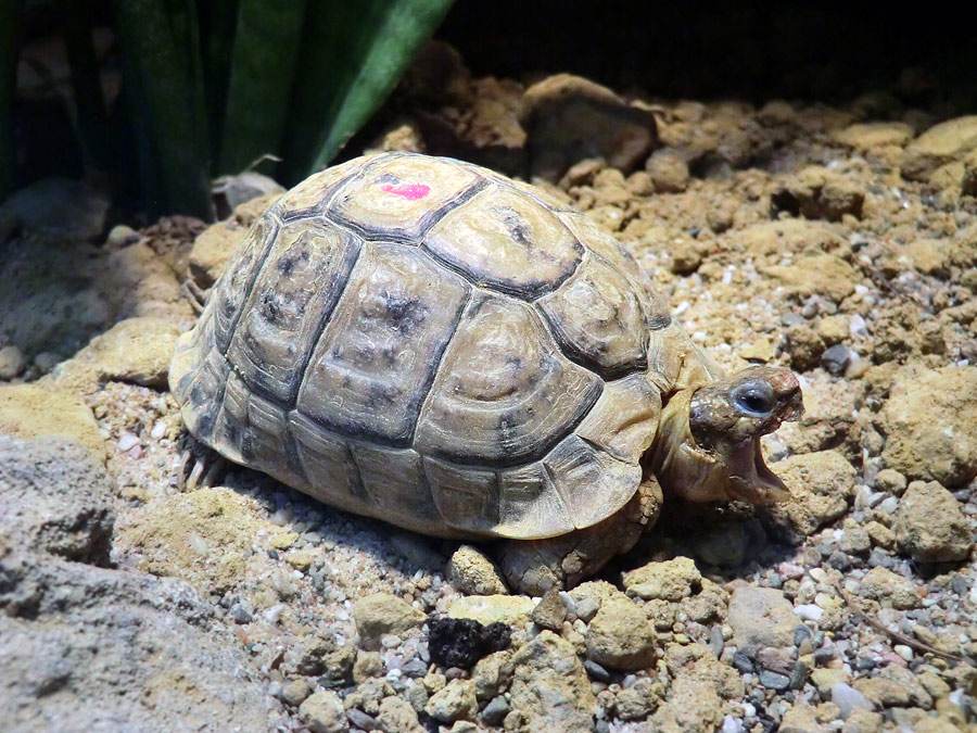 Ägyptische Landschildkröte im Wuppertaler Zoo im August 2012