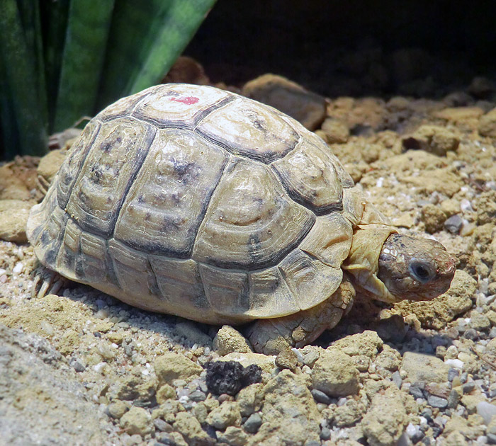 Ägyptische Landschildkröte im Wuppertaler Zoo im August 2012