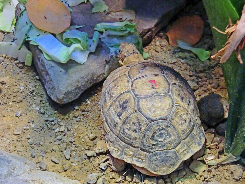 Ägyptische Landschildkröte im Zoo Wuppertal im August 2012