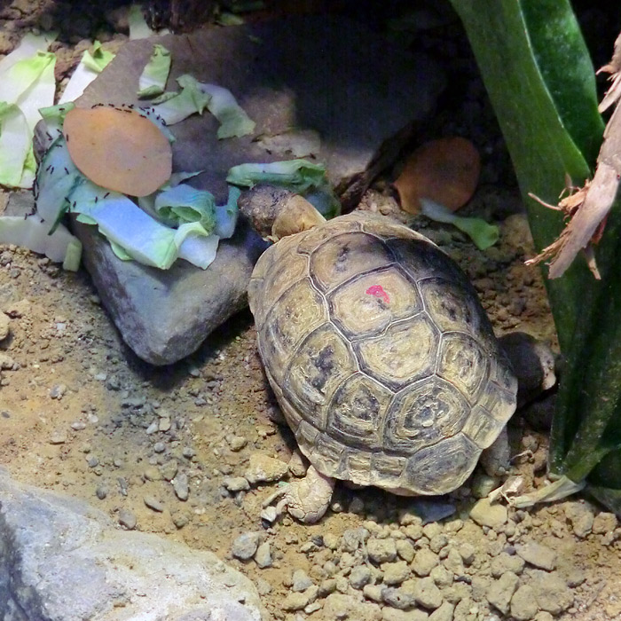 Ägyptische Landschildkröte im Wuppertaler Zoo im August 2012