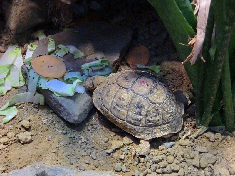 Ägyptische Landschildkröte im Zoologischen Garten Wuppertal im August 2012