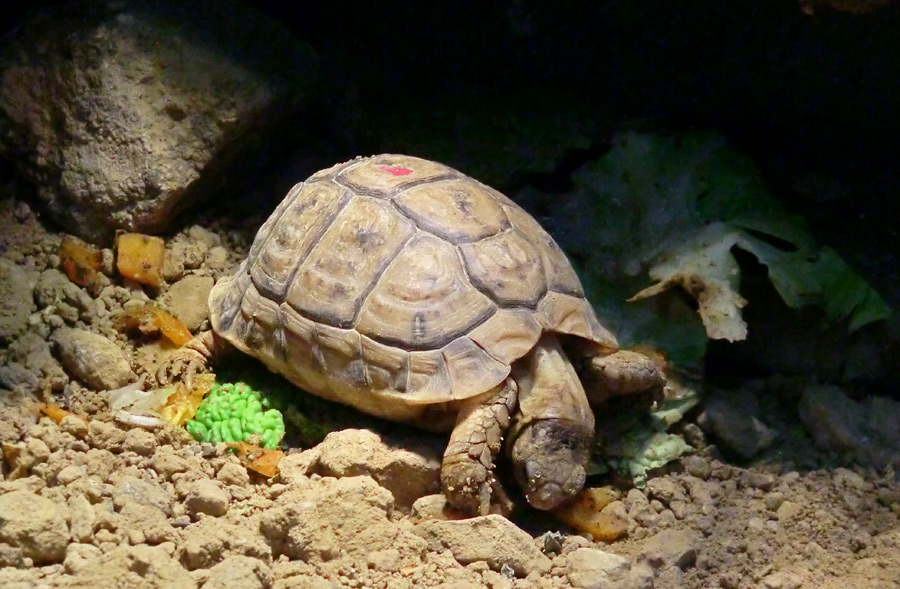 Ägyptische Landschildkröte im Zoologischen Garten Wuppertal im Dezember 2012