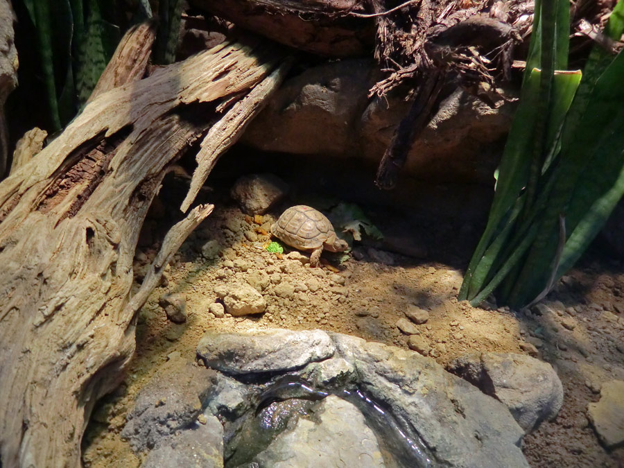 Ägyptische Landschildkröte im Wuppertaler Zoo im Dezember 2012