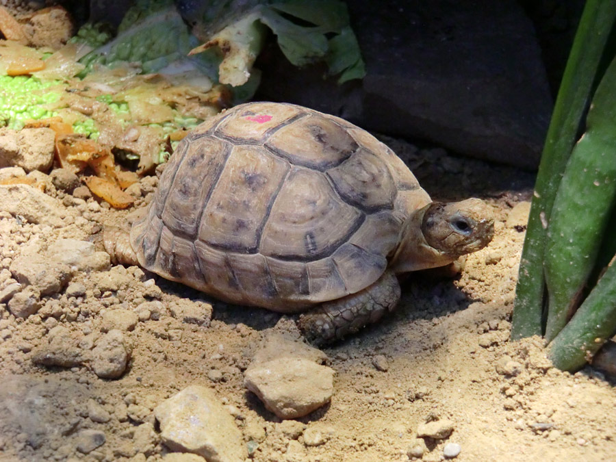 Ägyptische Landschildkröte im Zoologischen Garten Wuppertal im Dezember 2012