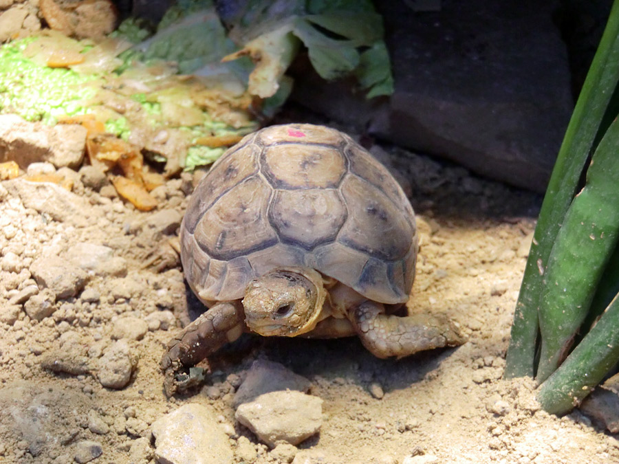 Ägyptische Landschildkröte im Wuppertaler Zoo im Dezember 2012