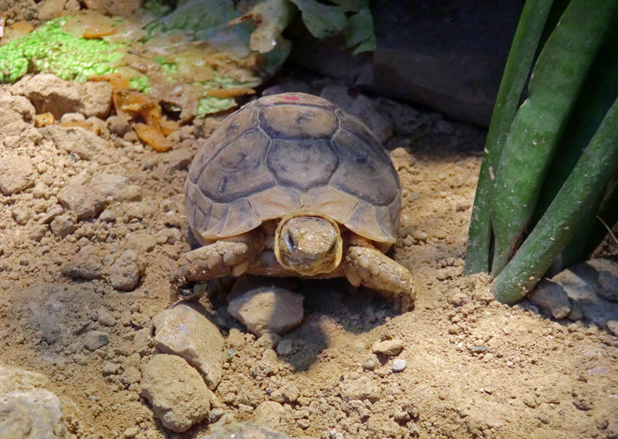 Ägyptische Landschildkröte im Zoo Wuppertal im Dezember 2012