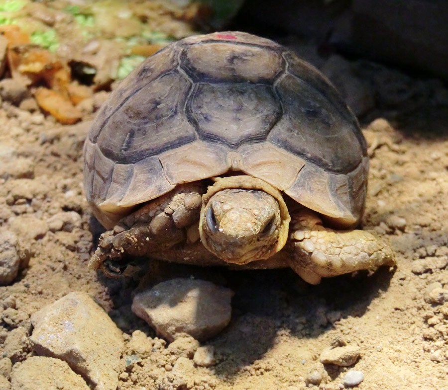 Ägyptische Landschildkröte im Wuppertaler Zoo im Dezember 2012