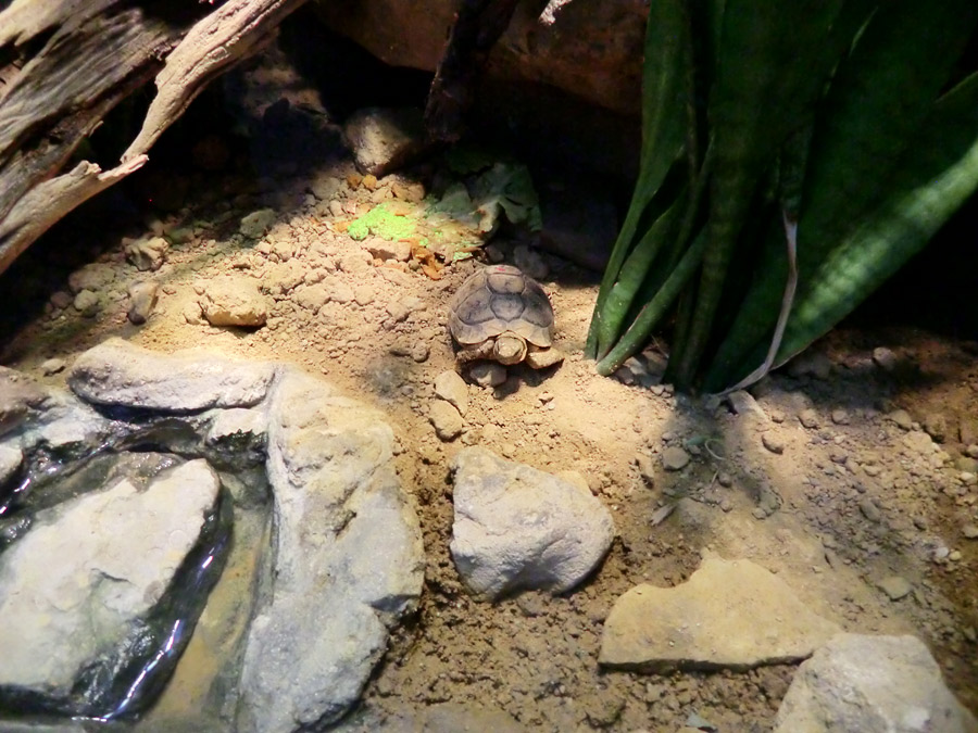 Ägyptische Landschildkröte im Zoo Wuppertal im Dezember 2012