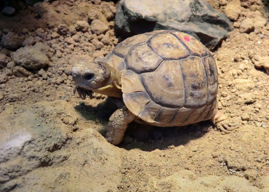 Ägyptische Landschildkröte im Zoologischen Garten Wuppertal im Januar 2013