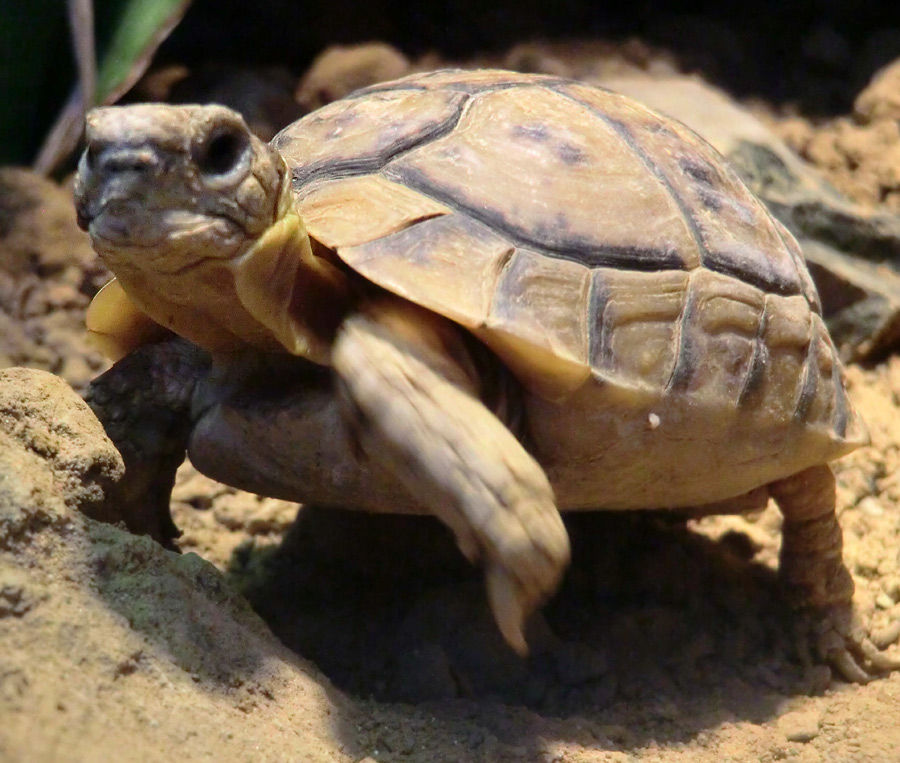 Ägyptische Landschildkröte im Zoo Wuppertal im Januar 2013