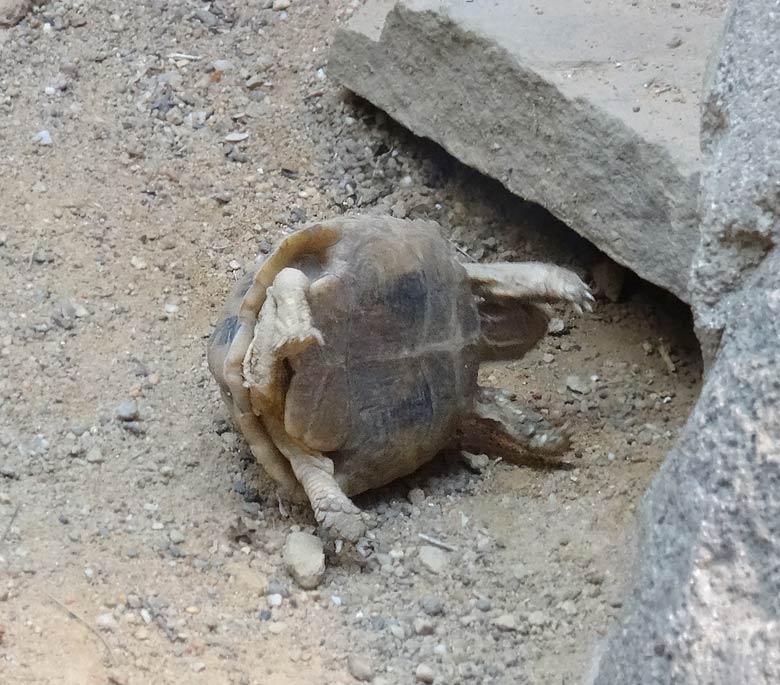 Ägyptische Landschildkröte am 28. Januar 2017 im Terrarium im Zoologischen Garten Wuppertal