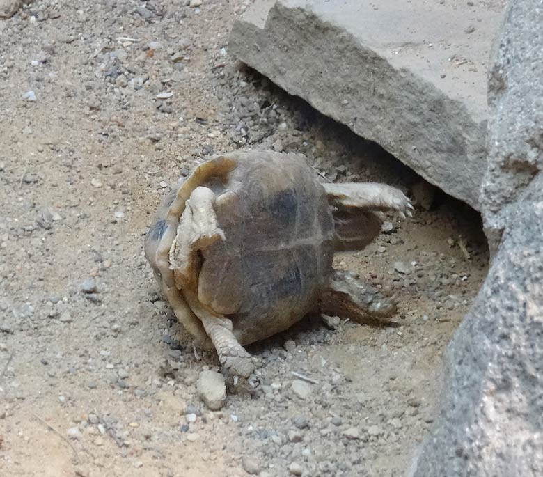 Ägyptische Landschildkröte am 28. Januar 2017 im Terrarium im Zoologischen Garten Wuppertal