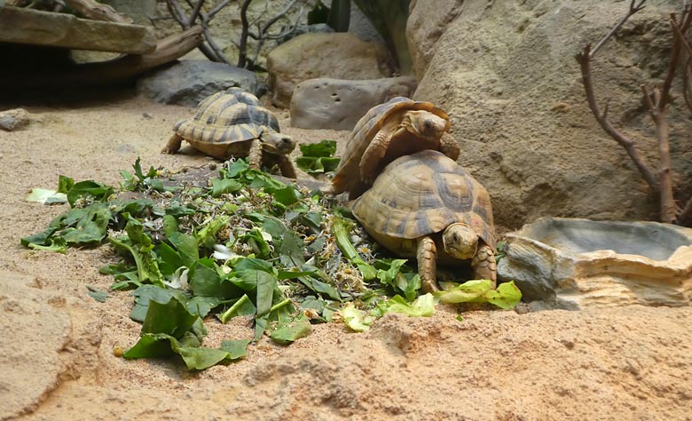 Ägyptische Landschildkröten am 3. März 2018 im Terrarium im Wuppertaler Zoo