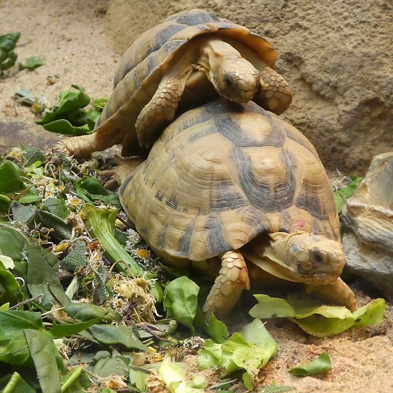 Ägyptische Landschildkröten am 3. März 2018 im Terrarium im Zoologischen Garten Wuppertal