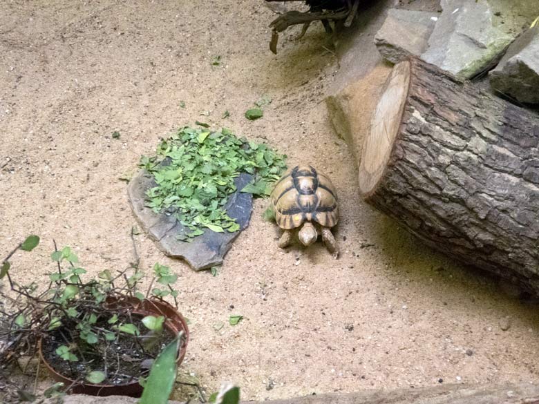Ägyptische Landschildkröte am 20. Juli 2018 im Vogelhaus im Grünen Zoo Wuppertal