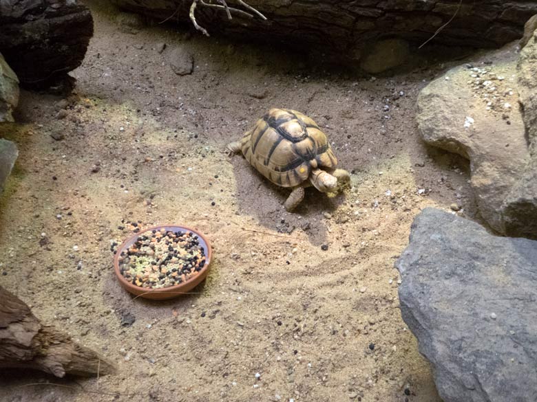 Ägyptische Landschildkröte am 20. Juli 2018 im Vogelhaus im Wuppertaler Zoo