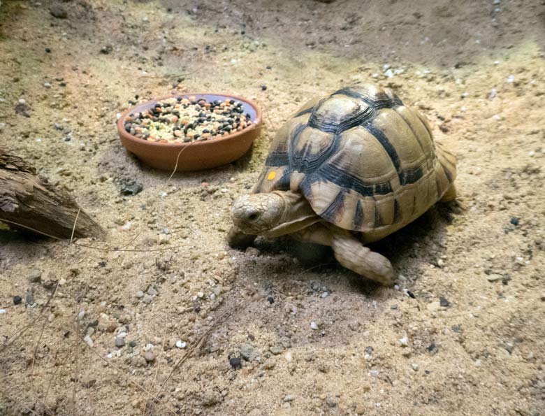 Ägyptische Landschildkröte am 20. Juli 2018 im Vogelhaus im Zoologischen Garten Wuppertal