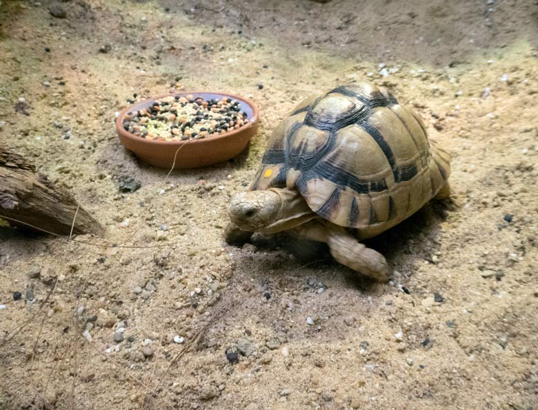 Ägyptische Landschildkröte am 20. Juli 2018 im Vogelhaus im Zoologischen Garten Wuppertal