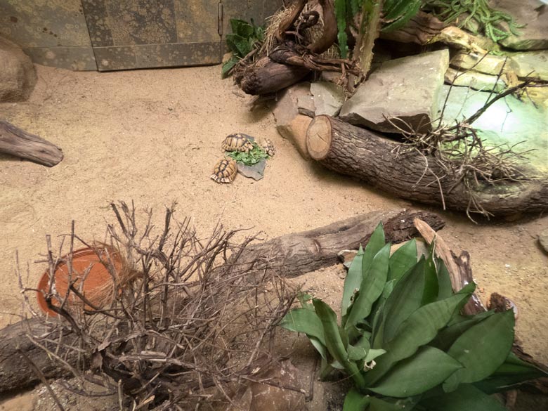 Drei Ägyptische Landschildkröten am 21. Juli 2018 im Vogelhaus im Wuppertaler Zoo