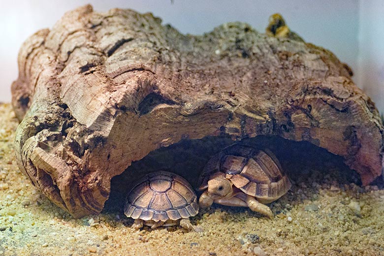 Vermutlich zwei Jungtiere der Ägyptischen Landschildkröte am 12. Juli 2021 im Aufzucht-Terrarium im Wuppertaler Zoo