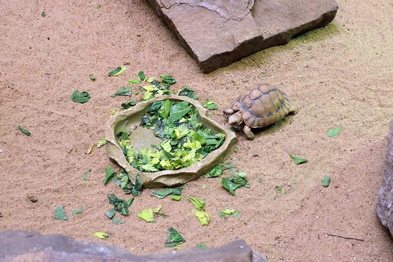 Ägyptische Landschildkröte am 2. November 2021 in einem Schaugehege im Vogel-Haus im Grünen Zoo Wuppertal