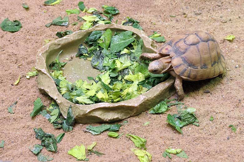 Ägyptische Landschildkröte am 2. November 2021 in einem Schaugehege im Vogel-Haus im Zoologischen Garten Wuppertal