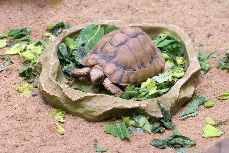 Ägyptische Landschildkröte am 2. November 2021 in einem Schaugehege im Vogel-Haus im Wuppertaler Zoo