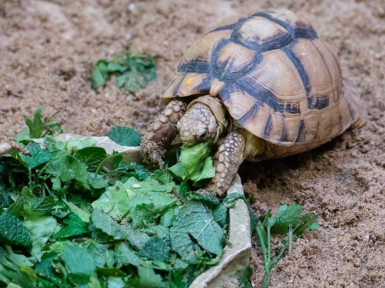 Ägyptische Landschildkröte am 12. November 2022 in einem Schau-Terrarium im Vogel-Haus im Zoo Wuppertal