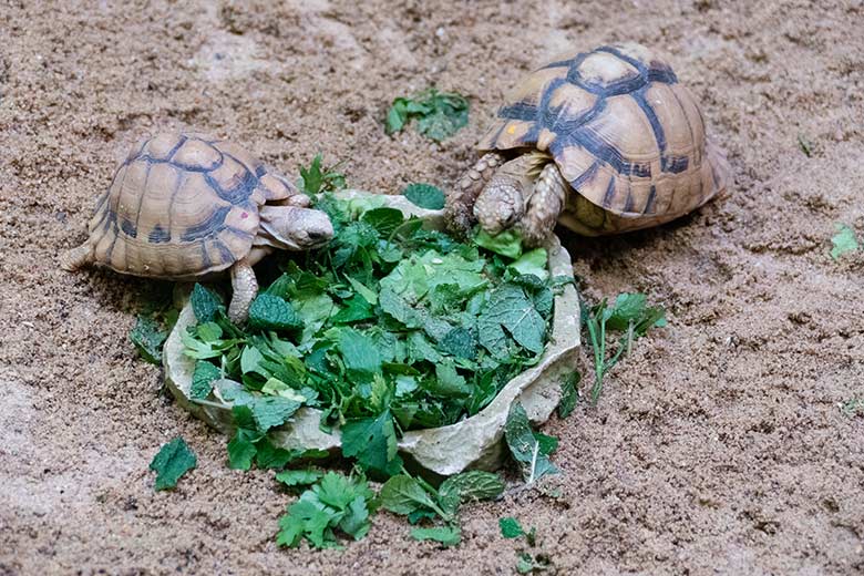 Ägyptische Landschildkröten am 12. November 2022 in einem Schau-Terrarium im Vogel-Haus im Zoologischen Garten Wuppertal