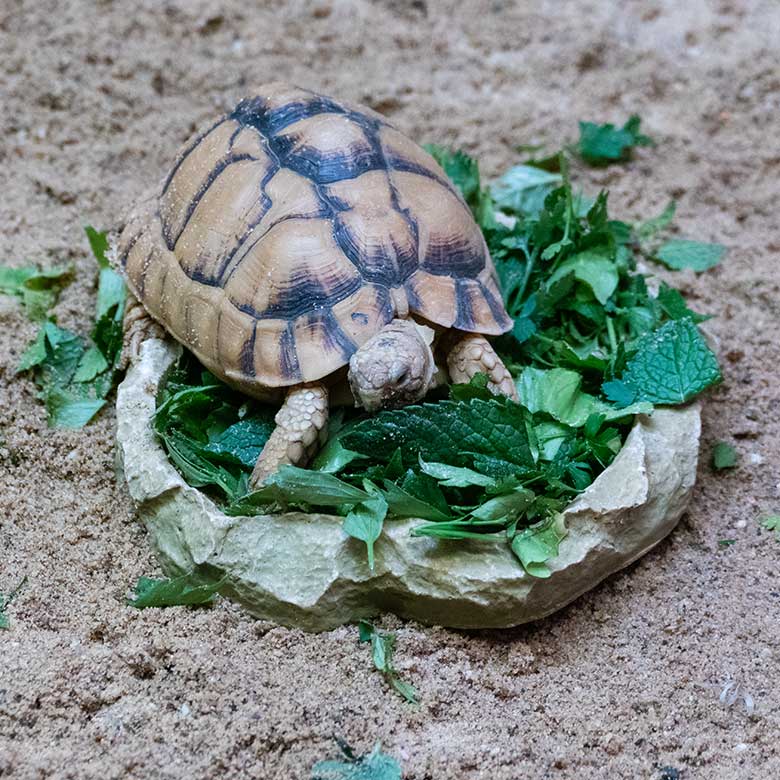 Ägyptische Landschildkröte am 12. November 2022 in einem Schau-Terrarium im Vogel-Haus im Wuppertaler Zoo