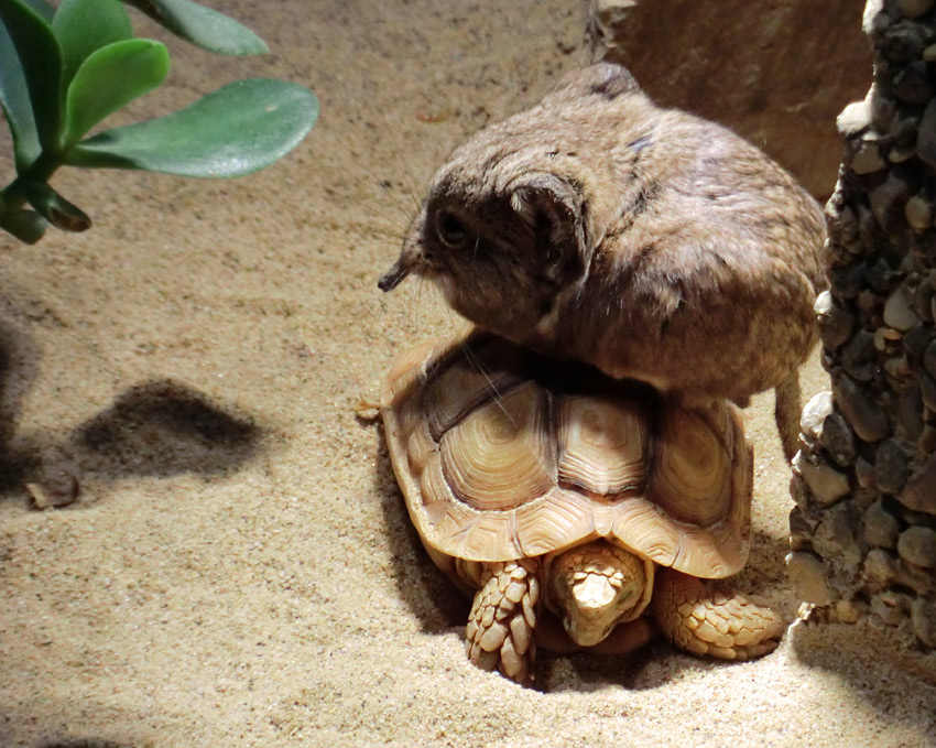 Kurzohr-Elefantenspitzmaus auf einer Areolen-Flachschildkröte im Zoo Wuppertal im Februar 2012