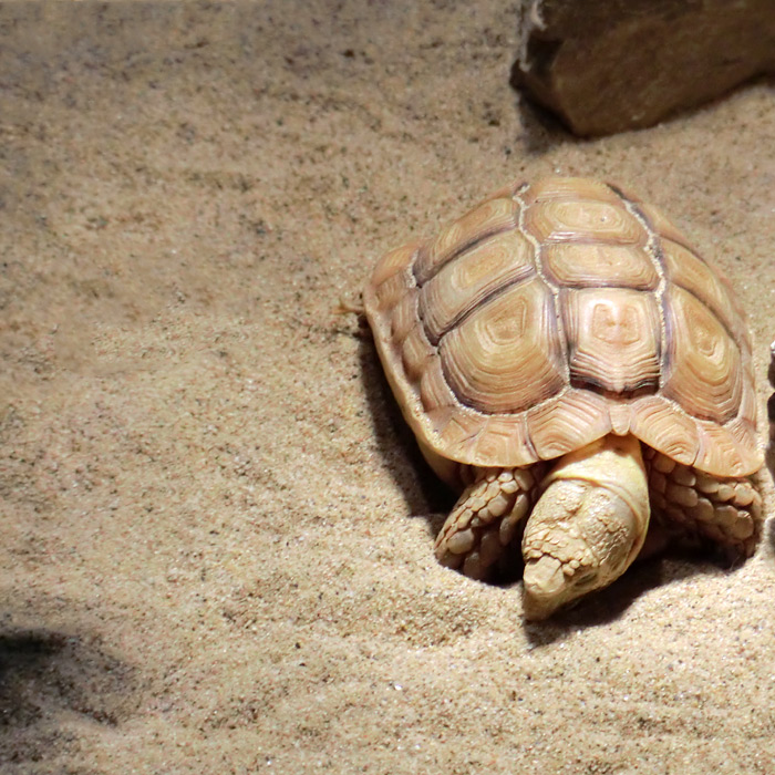 Areolen-Flachschildkröte im Wuppertaler Zoo im Februar 2012