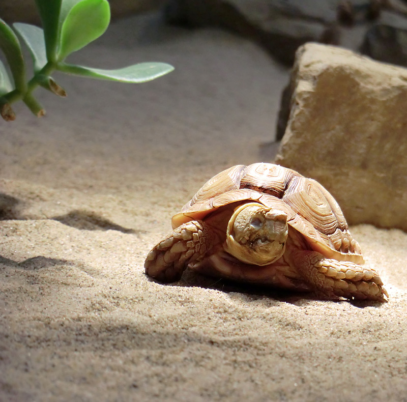 Areolen-Flachschildkröte im Wuppertaler Zoo im Februar 2012