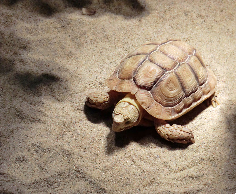 Areolen-Flachschildkröte im Zoo Wuppertal im Februar 2012