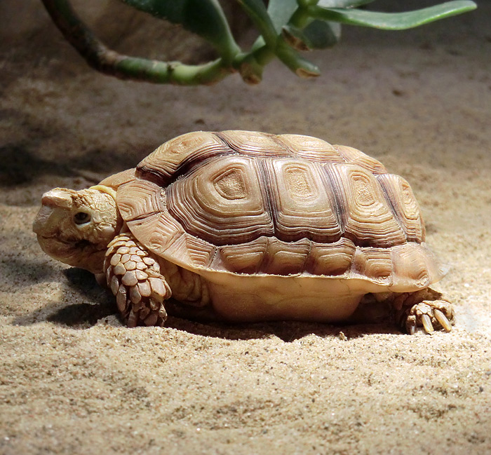 Areolen-Flachschildkröte im Wuppertaler Zoo im Februar 2012