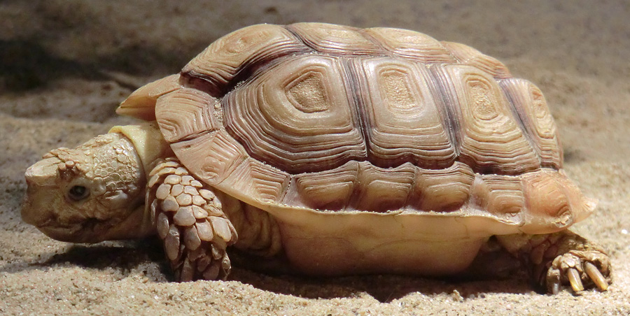 Areolen-Flachschildkröte im Zoologischen Garten Wuppertal im Februar 2012