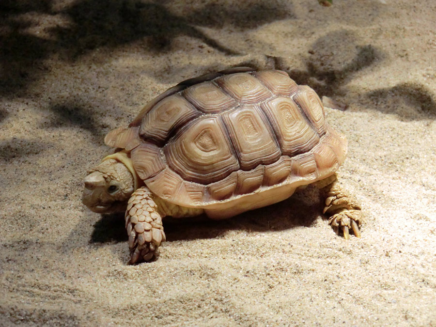 Areolen-Flachschildkröte im Wuppertaler Zoo im Februar 2012