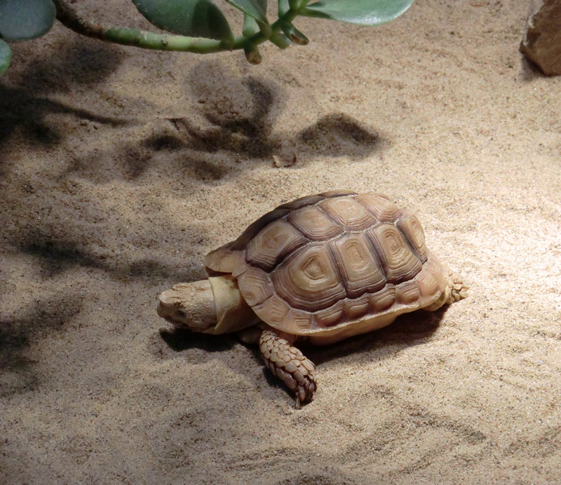 Areolen-Flachschildkröte im Zoo Wuppertal im Februar 2012