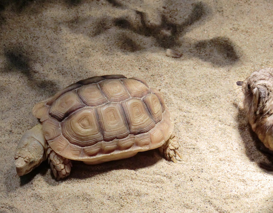 Areolen-Flachschildkröte neben Kurzohr-Elefantenspitzmaus im Wuppertaler Zoo im Februar 2012