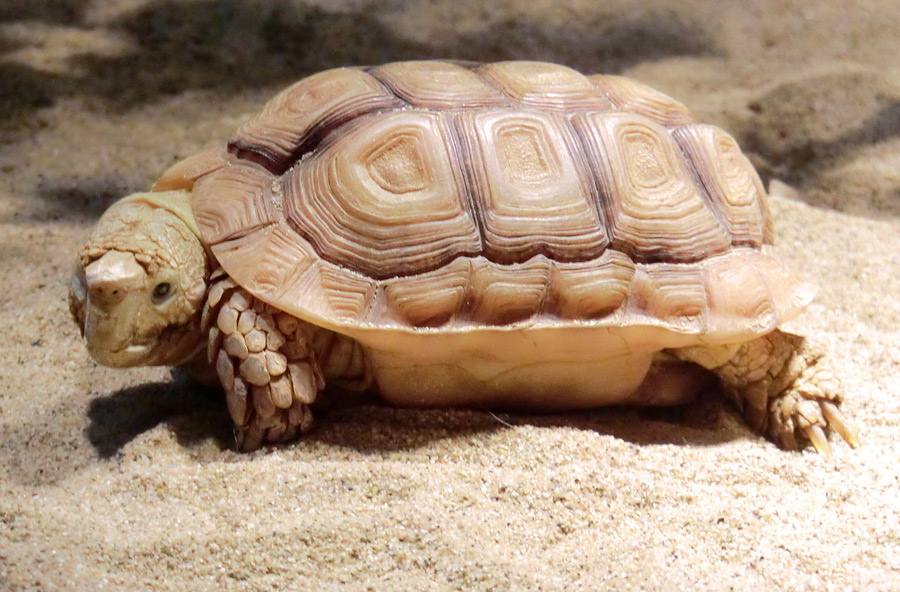 Areolen-Flachschildkröte im Zoo Wuppertal im Februar 2012