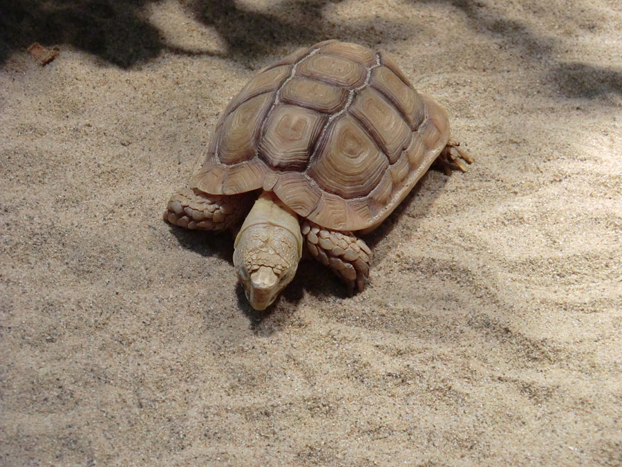 Areolen-Flachschildkröte im Zoologischen Garten Wuppertal im Februar 2012