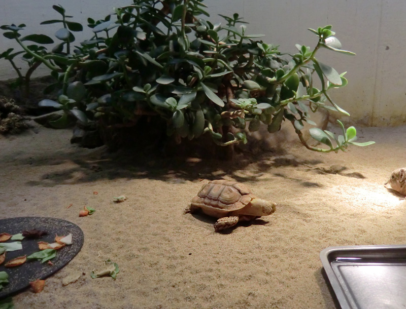 Areolen-Flachschildkröte neben Kurzohr-Elefantenspitzmaus im Zoo Wuppertal im Februar 2012