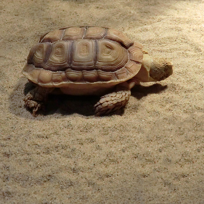 Areolen-Flachschildkröte im Wuppertaler Zoo im Februar 2012