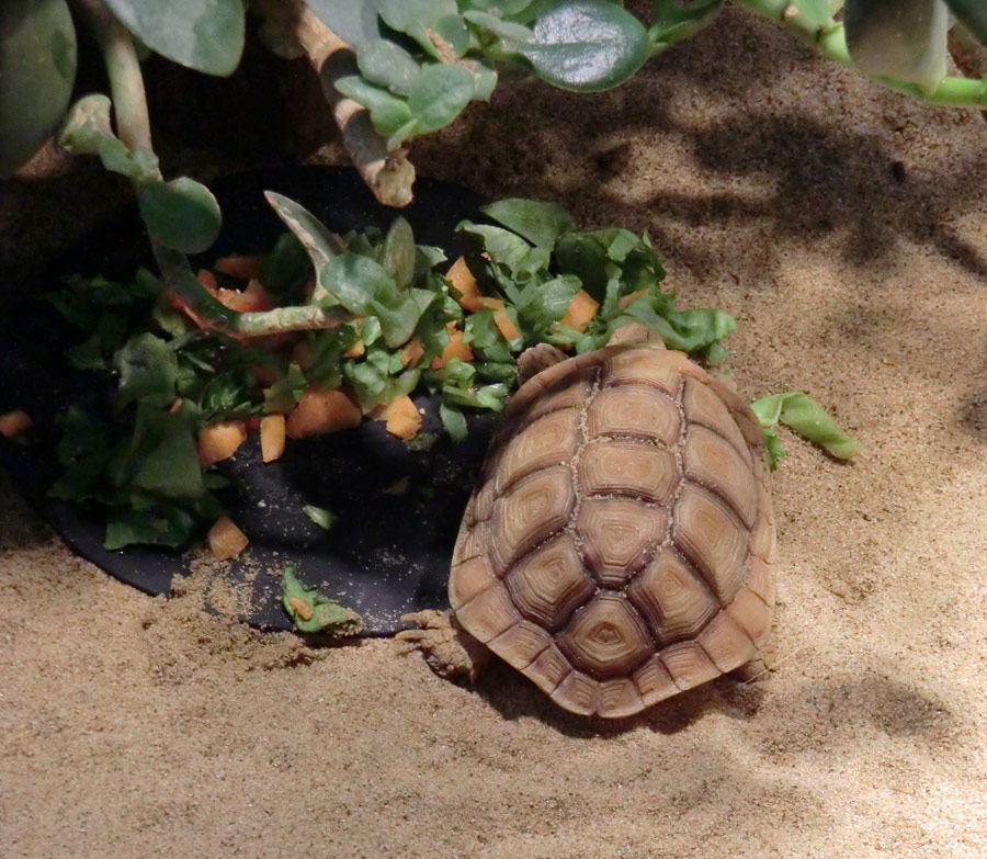 Areolen-Flachschildkröte im Zoologischen Garten Wuppertal im Februar 2012