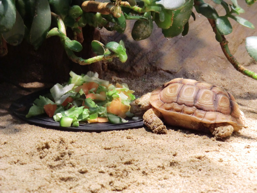 Areolen-Flachschildkröte im Zoologischen Garten Wuppertal im Februar 2012