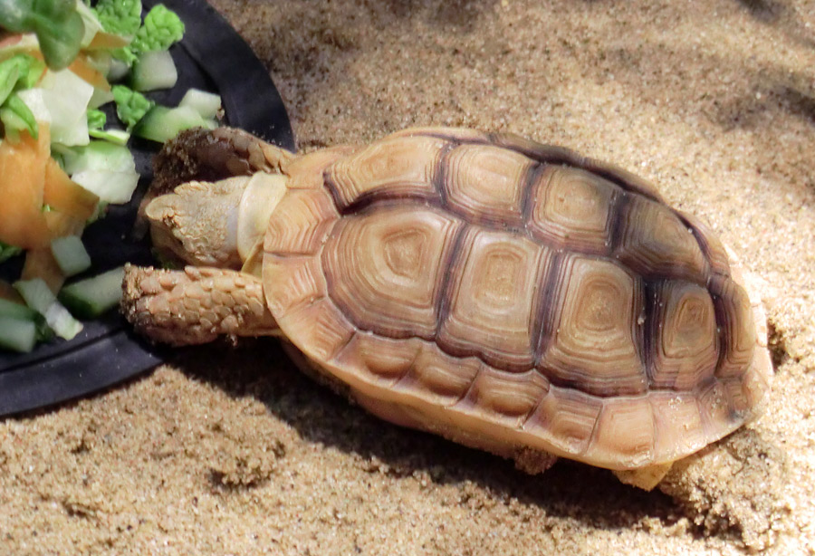 Areolen-Flachschildkröte im Wuppertaler Zoo im Februar 2012